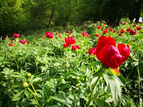 15 mai Ziua Bujorului Românesc Bujorul este floarea națională a