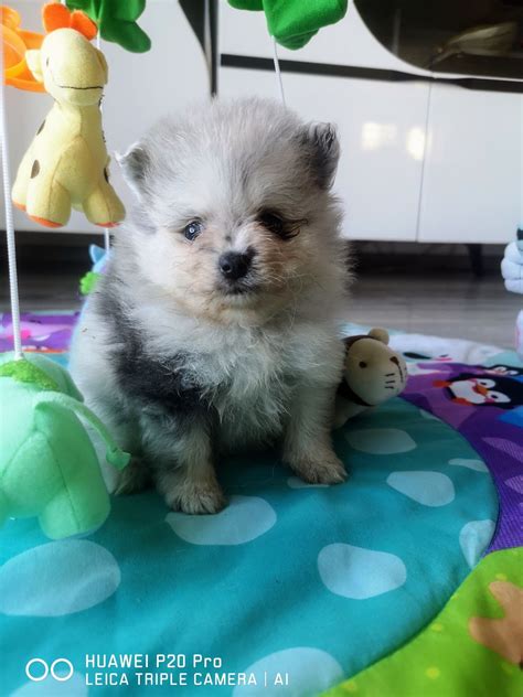 Szpic Miniaturowy Pomeranian Pies Blue Merle Pierzchnica Olx Pl