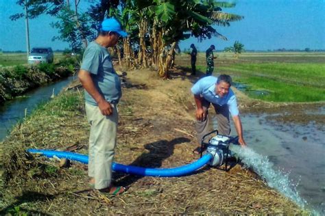 Kementan Upaya Ini Bisa Atasi Kekeringan Akibat Kemarau Panjang