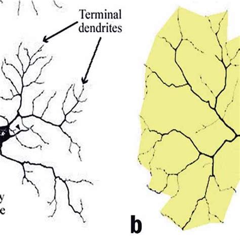 Dendritic features of a neuron. a) Primary dendrites emerge directly ...