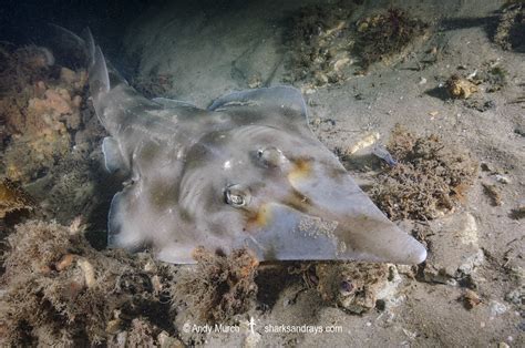 Eastern Shovelnose Ray - Aptychotrema rostrata