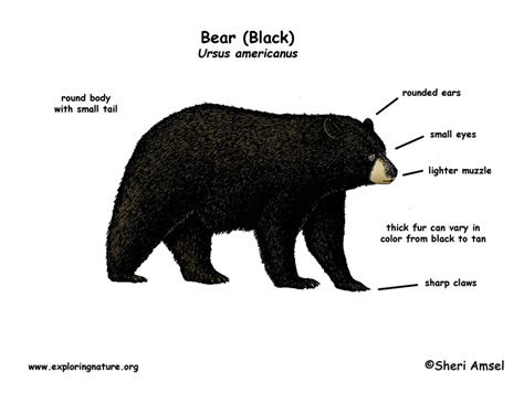 Bear Anatomy Diagram