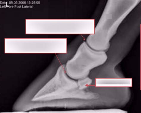 Eq Lateral Equine Foot Diagram Quizlet