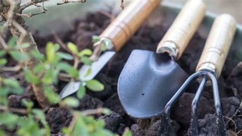 How To Repot A Bonsai Tree Safely Without Stressing It Out