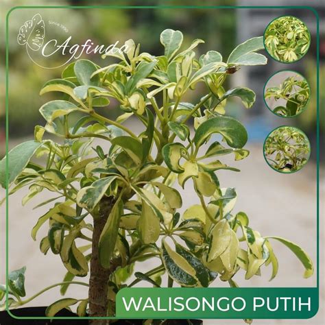 Jual Walisongo Putih Tanaman Hias Outdoor Tanaman Walisongo