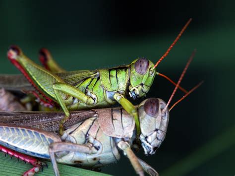 Grasshoppers Mating By Suhleap On Deviantart