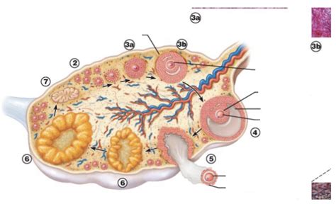 Ovarian Follicles Diagram Quizlet