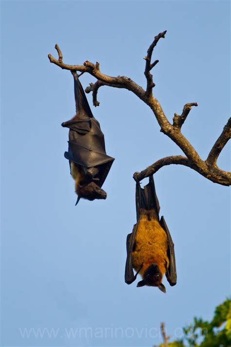 Indian Flying Fox Wayne Marinovich Photography