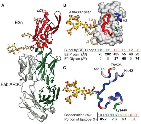 Hepatitis C Virus E Envelope Glycoprotein Core Structure Science