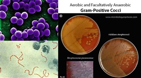 Aerobic And Facultatively Anaerobic Gram Positive Cocci