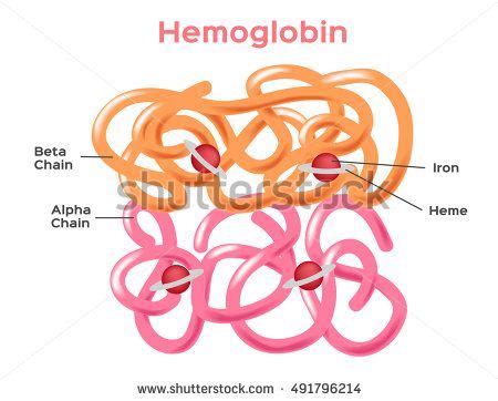 Structure Of The Haemoglobin Hemoglobin Molecule Showing Alpha And