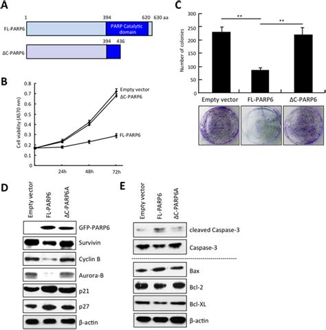 Parp Inhibits Cell Growth And Colony Formation A A Schematic