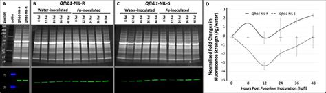 Photos And Graphic Showing The Results Of Western Blotting Of Total Download Scientific Diagram