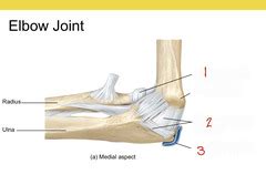 Exam Labeling Elbow Joint Quizlet