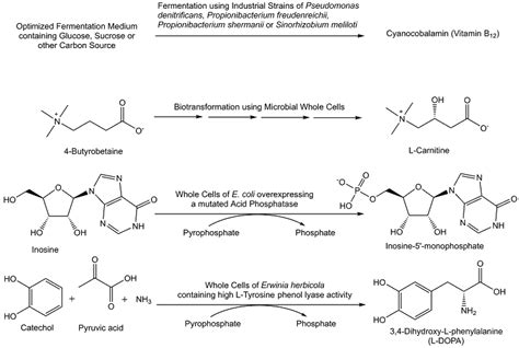 Metabolites Free Full Text Synthesis Of Metabolites And Metabolite Like Compounds Using