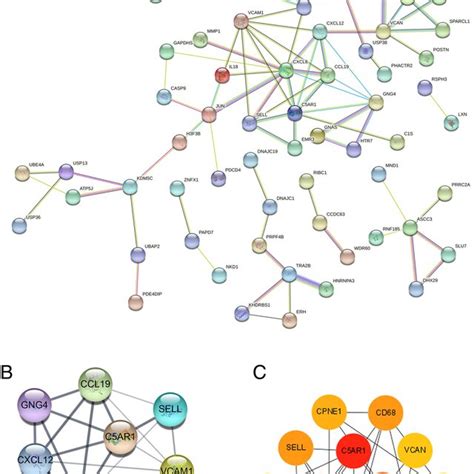 Protein Protein Interaction Ppi Network And Analysis Of The Hub Genes