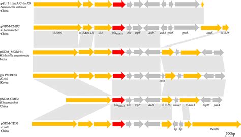 Schematic Representation Of The Genetic Environment Of Bla NDM 1 And