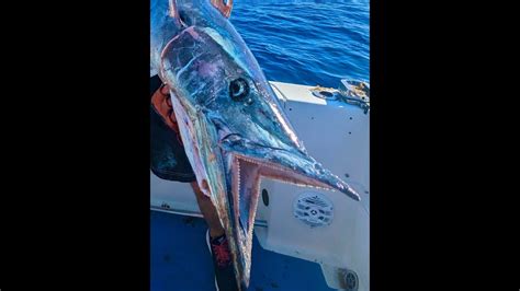 How To Catch Wahoo A Secret Wahoo Fishing Tip Revealed Florida