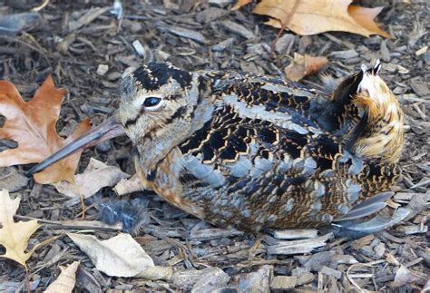 American Woodcock Scolopax Minor Great Swamp Nwr Morris Flickr