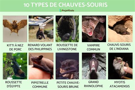 10 TYPES de CHAUVES SOURIS NOMS CARACTÉRISTIQUES et PHOTOS