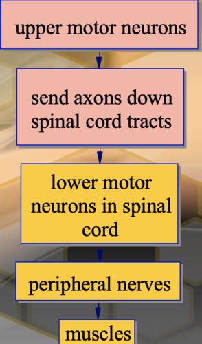 Patho 2 Exam 3 Part 2 Flashcards Quizlet