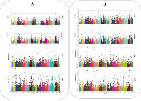 5 Genome Wide Manhattan Plots For Gwas Studies Of A Maturity And B