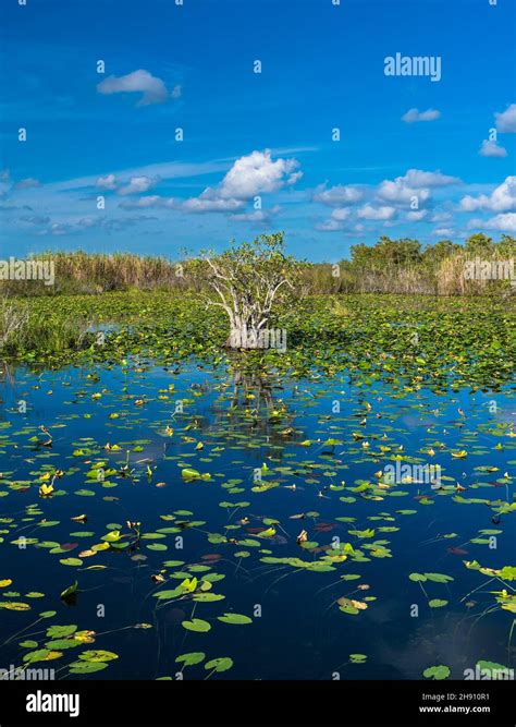 florida nature park  res stock photography  images alamy