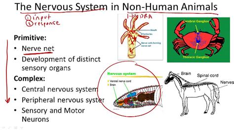 Invertebrates Video Biology Ck 12 Foundation