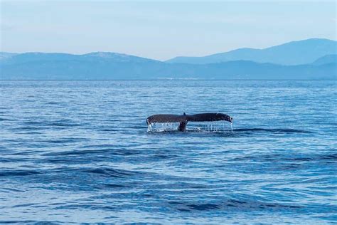 Discover the Monterey Canyon, an Underwater Gorge Twice the Size of the Grand Canyon - A-Z Animals