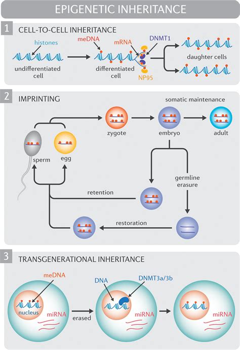 Frontiers An Aptitude For Altitude Are Epigenomic Processes Involved