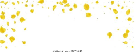 Yellow Flowers Petal On White Floor Images Stock Photos D