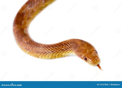 Corn Snake Stock Photo Image Of Organism White Serpent 12127652