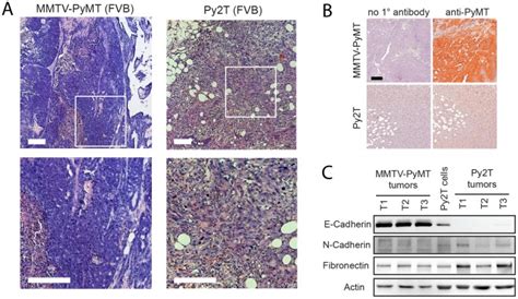 A H E Staining Of Histological Sections From Tumors Of Mmtv Pymt