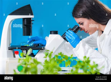 Lab technician examining plant tissue with microscope Stock Photo - Alamy