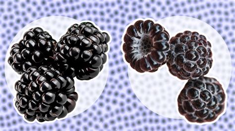 Blackberries Vs Black Raspberries Whats The Difference