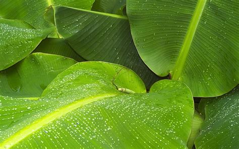 Latar Belakang Daun Pisang Untuk Laptop Wallpaper Hd Wallpaperbetter