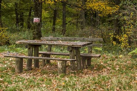 Beautiful Scenery Of Picnic Place In Forest With Wooden Benches And