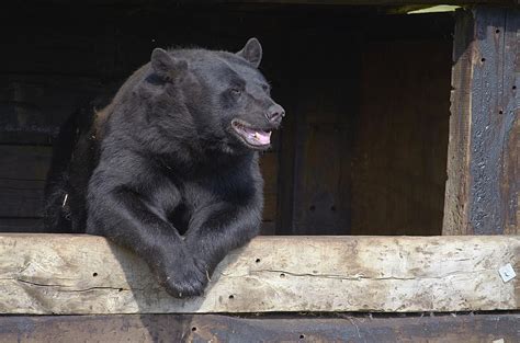 Three Black Bears Visit a Montana Home