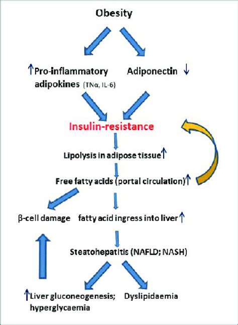 Insulin Resistance And Metabolic Syndrome