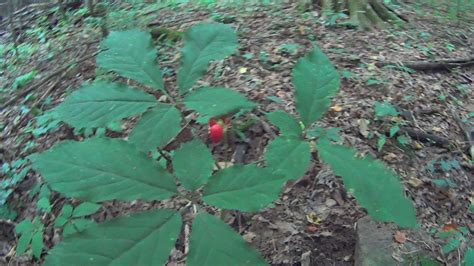 How To Find Wild Ginseng Plants And How To Idendify Them Youtube