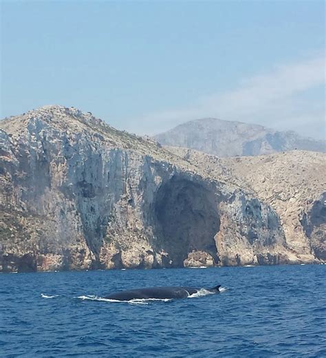 Ballenas en Dénia Dénia