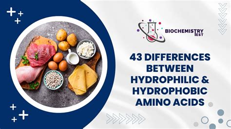 43 Differences Between Hydrophilic and Hydrophobic Amino Acids