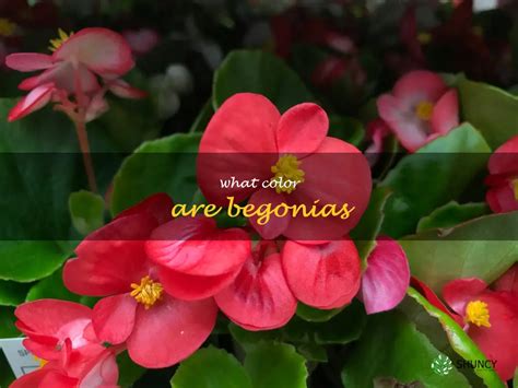 Discover The Vibrant Colors Of Begonias! | ShunCy