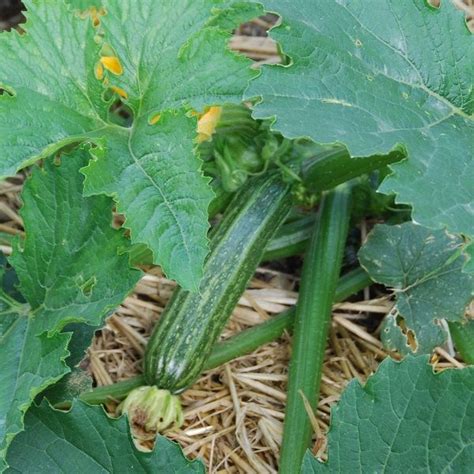 How To Grow Courgette Courgette Vegetables Vegetable Garden