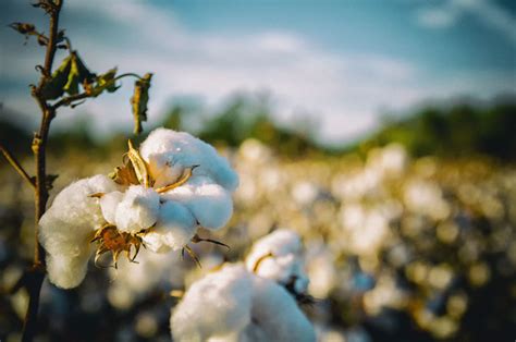 Growing Cotton A Complete Guide On How To Plant Grow And Harvest Cotton