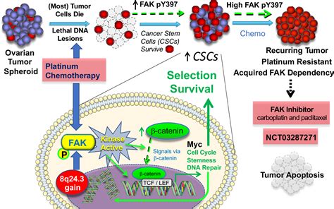 Targeting Fak In Anticancer Combination Therapies Abstract Europe Pmc