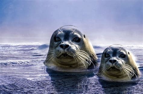 Seal Names: 150+ Most Popular Names for Seals - PetPress