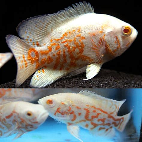 Albino Oscar Fish