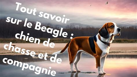 Tout Savoir Sur Le Beagle Chien De Chasse Et De Compagnie Youtube