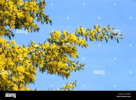 Silver Wattle Flowers Hi Res Stock Photography And Images Alamy